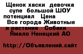 Щенок хаски, девочка супе, большой ШОУ потенциал › Цена ­ 50 000 - Все города Животные и растения » Собаки   . Ямало-Ненецкий АО